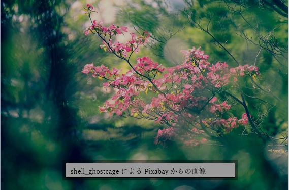 花ミズキ