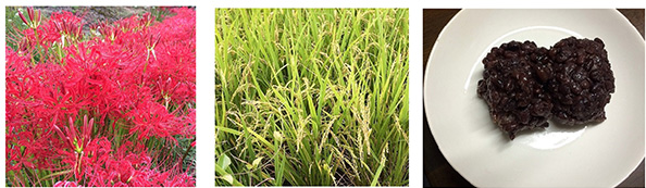 曼珠沙華