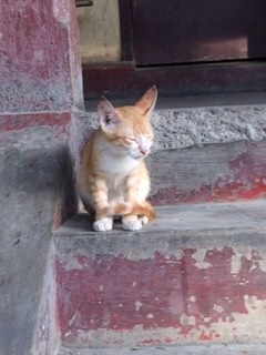Cat’s index ネコ指数