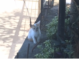 Cats in the Philippines