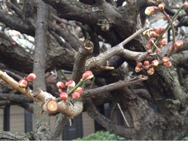 梅の花