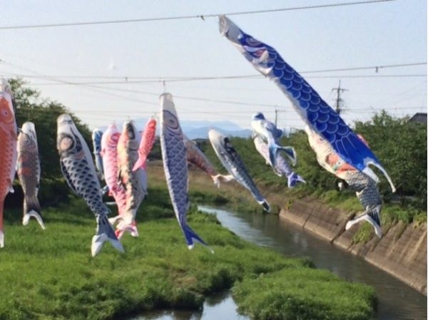 鯉のぼり