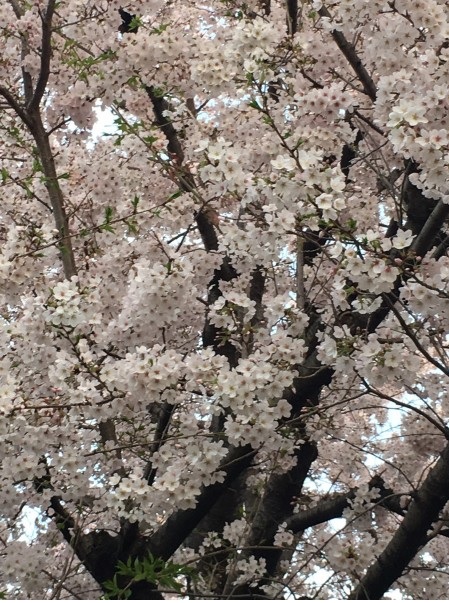 さくら