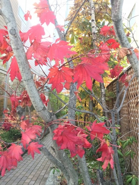 帯広の紅葉、紅葉の帯広