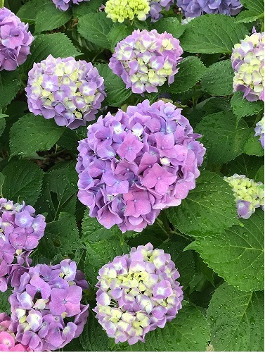 紫陽花