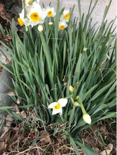 新年のご挨拶