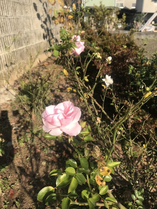 カミサマになった哲先生