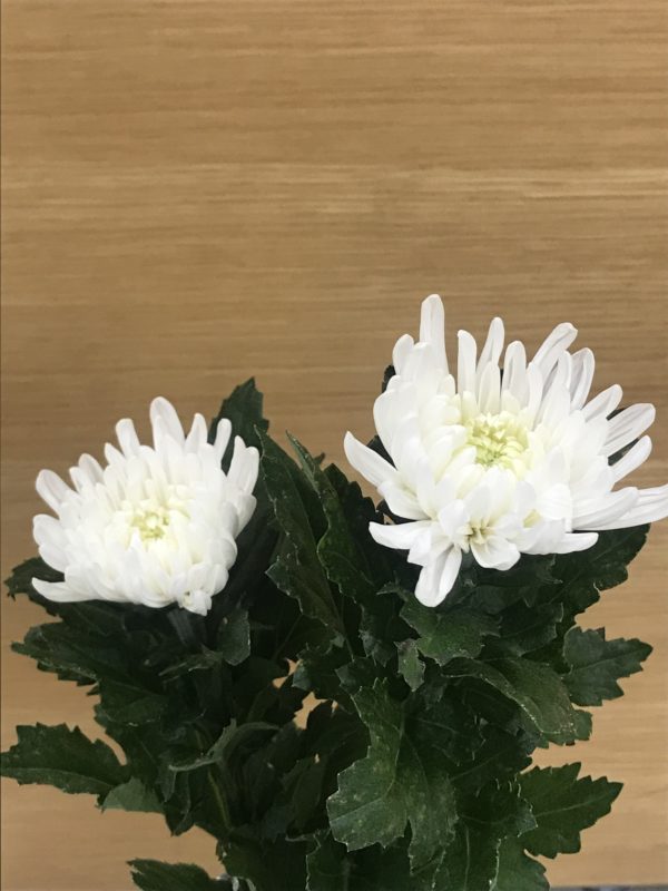 十日の菊